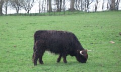 A highland cow in Graves Park