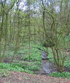 A woodland stream in Graves Park